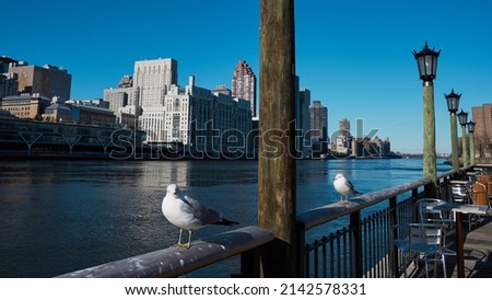 Seagulls over blue sky of New York CIty