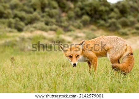 Red Fox Standing in A Green Nature Background in A National Park in the Netherlands