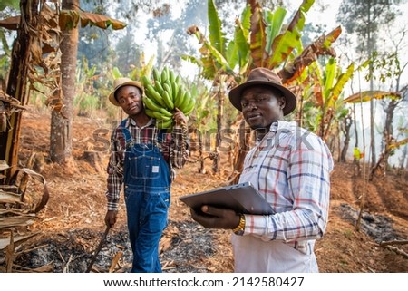 two African peasants in the field while working, one with a bunch of plantains and the other with a tablet. Work in Africa in the agricultural sector Royalty-Free Stock Photo #2142580427