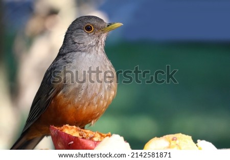 Picture of a beautiful Rufous-bellied Thrush bird! (Turdus rufiventris ) Royalty-Free Stock Photo #2142581871