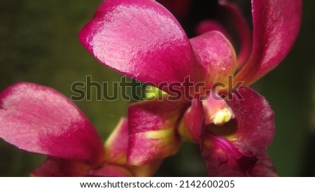 grainy and blurry picture of maroon orchid flower macro photo red Dendrobium phalaenopsis can be used as background
