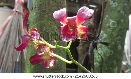 grainy and blurry picture of maroon orchid flower macro photo red Dendrobium phalaenopsis can be used as background