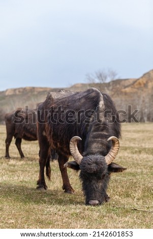 Hairy, black cows with horns graze on a green meadow in a mountainous area. Free grazing. Close-up. The head of a yak close-up.