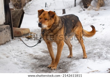 dog sits on a leash near the house in winter