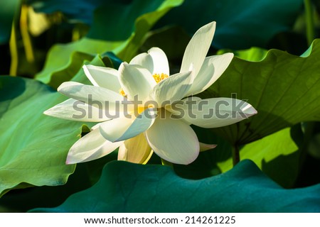 White lotus flower