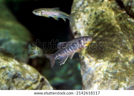 Opsariichthys uncirostris Zacco platypus Taiwan freshwater minnow