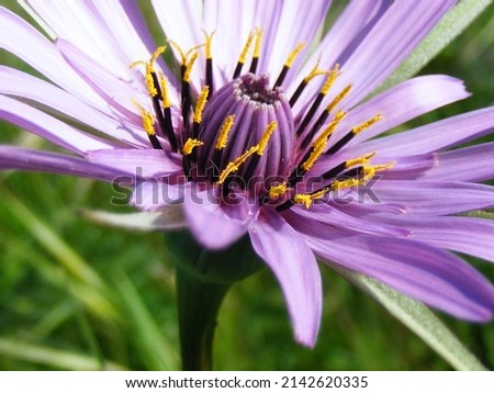 Purple daisy flower close up in a park. Sunny day, flower with a lot of polen. Blurred green background.