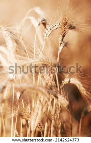 Close-up of warm colored golden yellow ripe focused wheat heads on sunny summer day on soft blurred  meadow wheat field light brown background. Agriculture, farming and rich harvest concept. Royalty-Free Stock Photo #2142624373