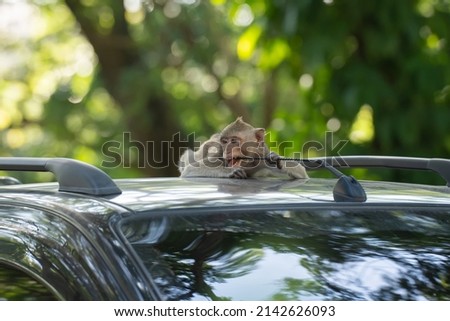 Monkey sitting on car roof and biting car antenna 