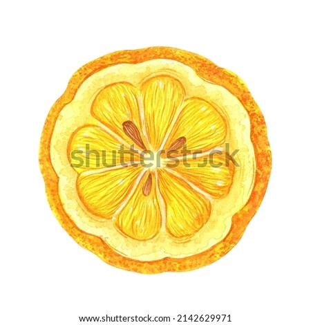 Round lemon slice watercolor illustration. Hand drawn clipart isolated on white background. Half of fresh juicy fruit. Exotic citrus with ripe sour pulp, zest, seeds. Food sketch