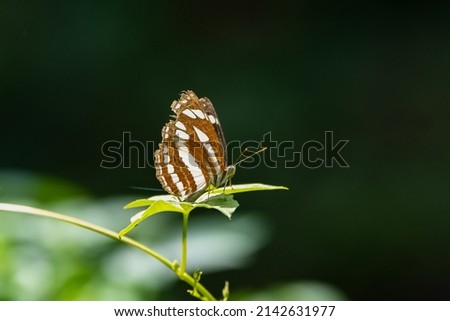himalayn sergeant, Athyma opalina, brown and white butterfly in India Royalty-Free Stock Photo #2142631977