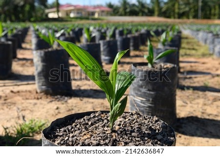 Young palm oil tree in nursery before replanting Royalty-Free Stock Photo #2142636847