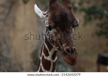 A closeup of a giraffe, one of the tallest and most beautiful creatures on planet earth. It is also called Giraffa reticulata.