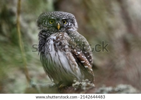 Eurasian pygmy owl in the forest scenery