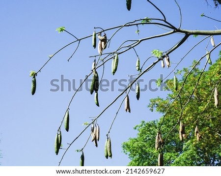 picture of kapok tree or silk cotton tree full with seed pods waiting the cotton to be produced