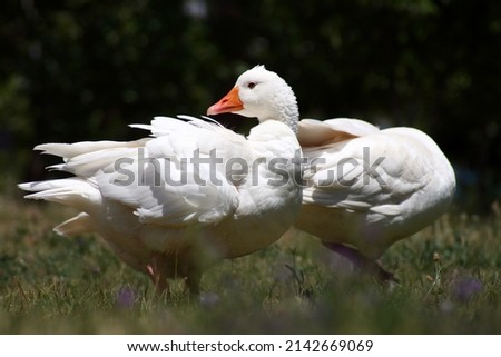 White geese together in the park