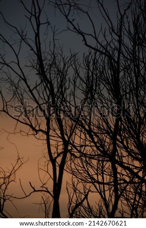 the died tree branches on sunset wallpaper, meaning for nobody, scare, lonely and fail.