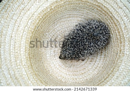 Little hedgehog in a straw hat