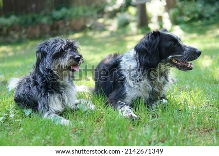 Two dogs lying on the grass