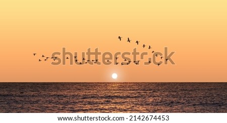 migratory birds flying over the sea at sunset.
