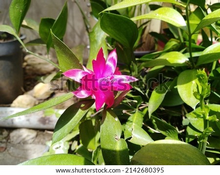 Picture of a plant flower (Schlumbergera truncata)