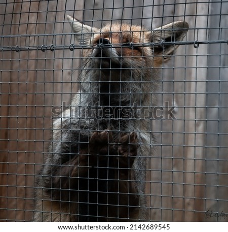 A caged fox trying to escape