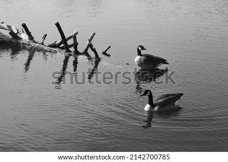 Wild Canadian geese swimming in the calm water in black and white.