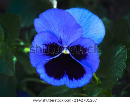 Blue pansy or violet flower in the garden. Close up blue flower photo, flower background