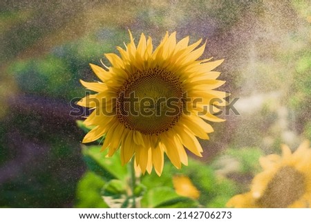 sunflower flower head with splashes of water on a summer day