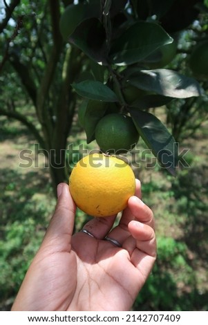 Hand harvest sweet orange in pick your own garden