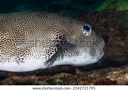 
Pufferfish (Stellate puffer, Arothron stellatus, Tetraodontidae) and shallow coral reef. Big white spotted fish and corals in the blue water. Snorkeling with the giant marine animal. Royalty-Free Stock Photo #2142721795