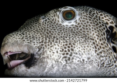 Pufferfish (Stellate puffer, Arothron stellatus, Tetraodontidae) and shallow coral reef. Big white spotted fish and corals in the blue water. Snorkeling with the giant marine animal. Royalty-Free Stock Photo #2142721799