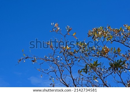 DEEP BLUE SKY WITH AUTUMN LEAVES ON BRANCHES OF TREES