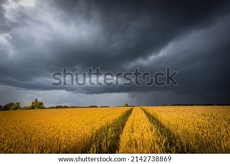 June wheat field under summer dark stormy sky with clouds. Wheat ears, ripening on a field.
