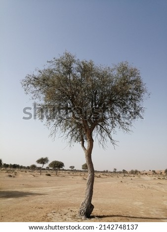 Drought-tolerant evergreen Ghaf tree (scientific name: Prosopis cineraria) forest thrives in arid desert sand dunes in Ras Al Khaimah emirate, United Arab Emirates. Ghaf trees fight desertification.