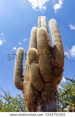 Giant cactus (cardon) from northern Argentina. Close and perspective image of cactus with the sun.