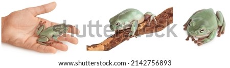 The Australian green tree frog isolated on white background with full depth of field, Set or collection