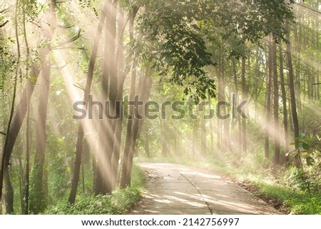 Bright sunrise shines on an empty forest lane, abstract light beams in the morning fog, a curve rural lane through a jungle in the early light. Soft focus. Royalty-Free Stock Photo #2142756997