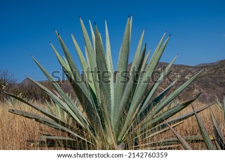 A large espadin "smallsword" (Agave angustifolia), the predominant agave in Oaxaca, Mexico, used for making mezcal. Royalty-Free Stock Photo #2142760359