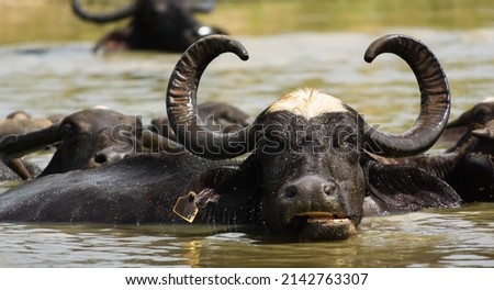Water buffalo herd in water, rural Sri Lanka