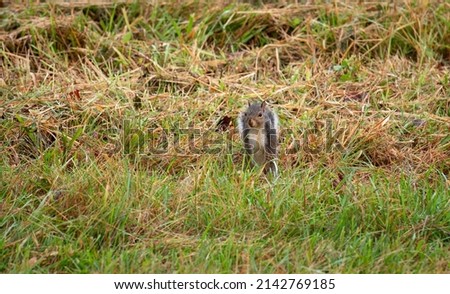 Squirrel in a field in Tennessee