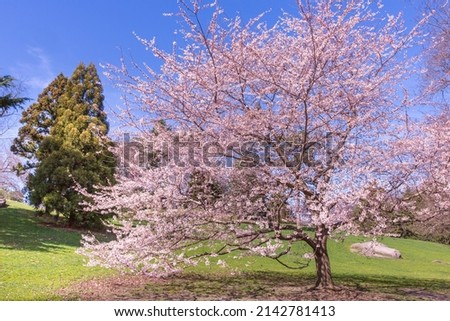 Cherry blossom trees in Central Park