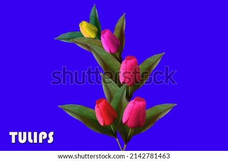 Top view, Design multicolor tulips flower and  tulips written on it isolated on blue background for design or stock photo, illustration, tropical summer plant, amity, spring flowers 