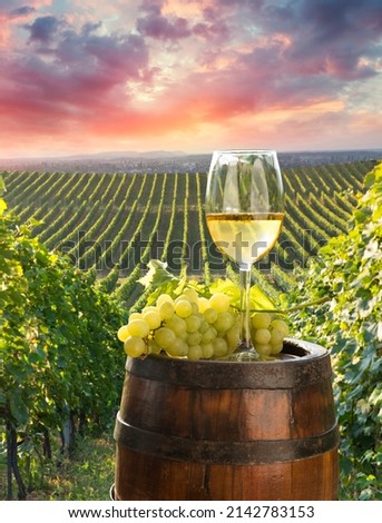 Ripe wine grapes on vines in Tuscany, Italy. Picturesque wine farm, vineyard. Sunset warm light Royalty-Free Stock Photo #2142783153