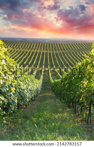 Ripe wine grapes on vines in Tuscany, Italy. Picturesque wine farm, vineyard. Sunset warm light Royalty-Free Stock Photo #2142783157