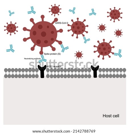 The specific binding between Spike (RBD region) protein of SARS-CoV-2 and ACE2 receptors of the host cell is inhibited by Neutralizing antibodies that  arrest to virus entry the human cell. Royalty-Free Stock Photo #2142788769