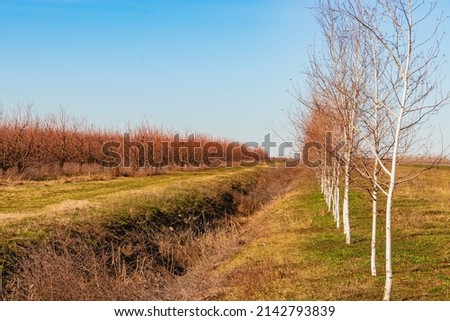 Rows of trees rows of trees in linear perspective under a blue cloudy sky. Beautiful view of young birch trees growing between the road and the garden on a sunny spring day.