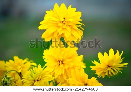 beautiful big bouquet of yellow flowers. pick flowers in the garden. Good morning on a sunny day in the garden. Greeting card with natural flower background. 
