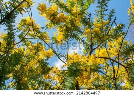 Yellow flowers on the branches of the silver wattle, blue wattle or mimosa (Acacia dealbata) tree with blue sky on the back in Yoyogi park, Tokyo, Japan