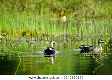 A beautiful picture of an Indian spot-billed duck birds.